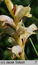 Orobanche caryophyllacea (zaraza przytuliowa)