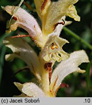 Orobanche caryophyllacea (zaraza przytuliowa)