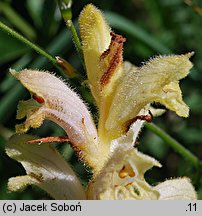 Orobanche caryophyllacea (zaraza przytuliowa)