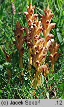 Orobanche caryophyllacea (zaraza przytuliowa)