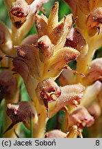 Orobanche caryophyllacea (zaraza przytuliowa)