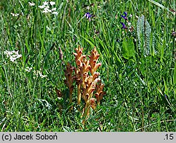 Orobanche caryophyllacea (zaraza przytuliowa)