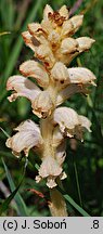 Orobanche caryophyllacea (zaraza przytuliowa)