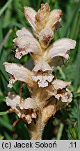 Orobanche caryophyllacea (zaraza przytuliowa)