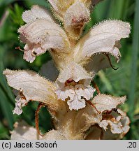 Orobanche caryophyllacea (zaraza przytuliowa)