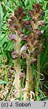 Orobanche caryophyllacea (zaraza przytuliowa)