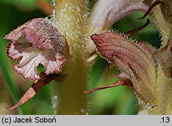 Orobanche caryophyllacea (zaraza przytuliowa)