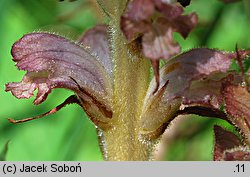 Orobanche caryophyllacea (zaraza przytuliowa)