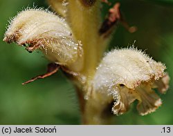 Orobanche caryophyllacea (zaraza przytuliowa)