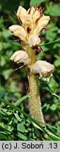 Orobanche caryophyllacea (zaraza przytuliowa)