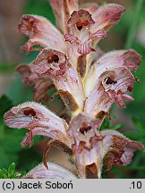 Orobanche caryophyllacea (zaraza przytuliowa)