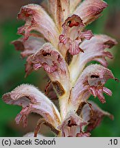 Orobanche caryophyllacea (zaraza przytuliowa)