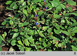 Ceratostigma plumbaginoides (ceratostigma ołownikowata)