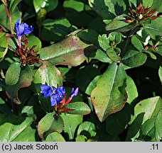 Ceratostigma plumbaginoides (ceratostigma ołownikowata)