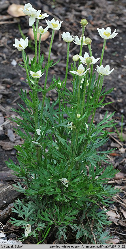 Anemone multifida (zawilec wielosieczny)