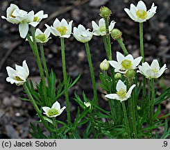 Anemone multifida (zawilec wielosieczny)