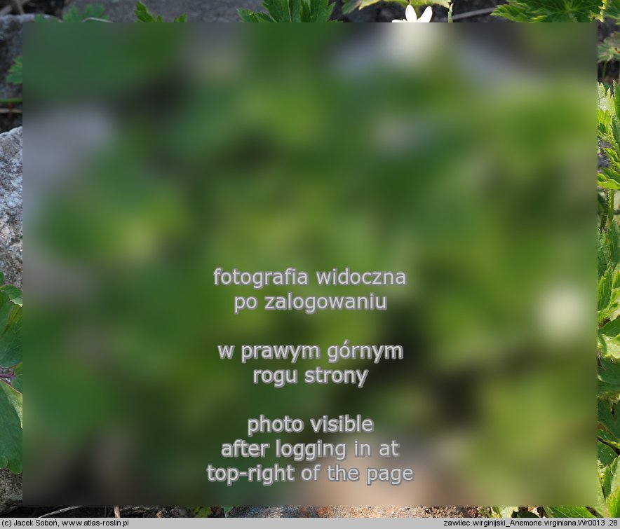 Anemone virginiana (zawilec wirginijski)