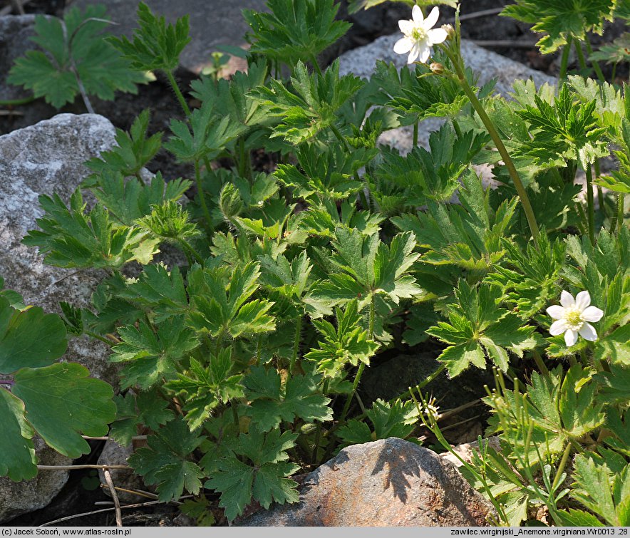 Anemone virginiana (zawilec wirginijski)