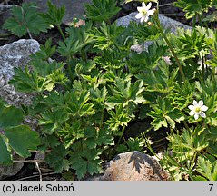 Anemone virginiana (zawilec wirginijski)