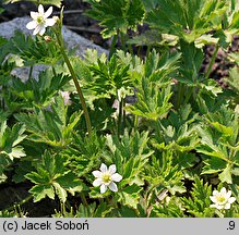 Anemone virginiana (zawilec wirginijski)