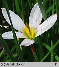 Zephyranthes candida (zefirant biały)