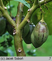 Solanum betaceum (cyfomandra grubolistna)