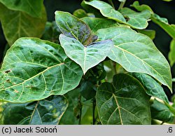 Solanum betaceum (cyfomandra grubolistna)