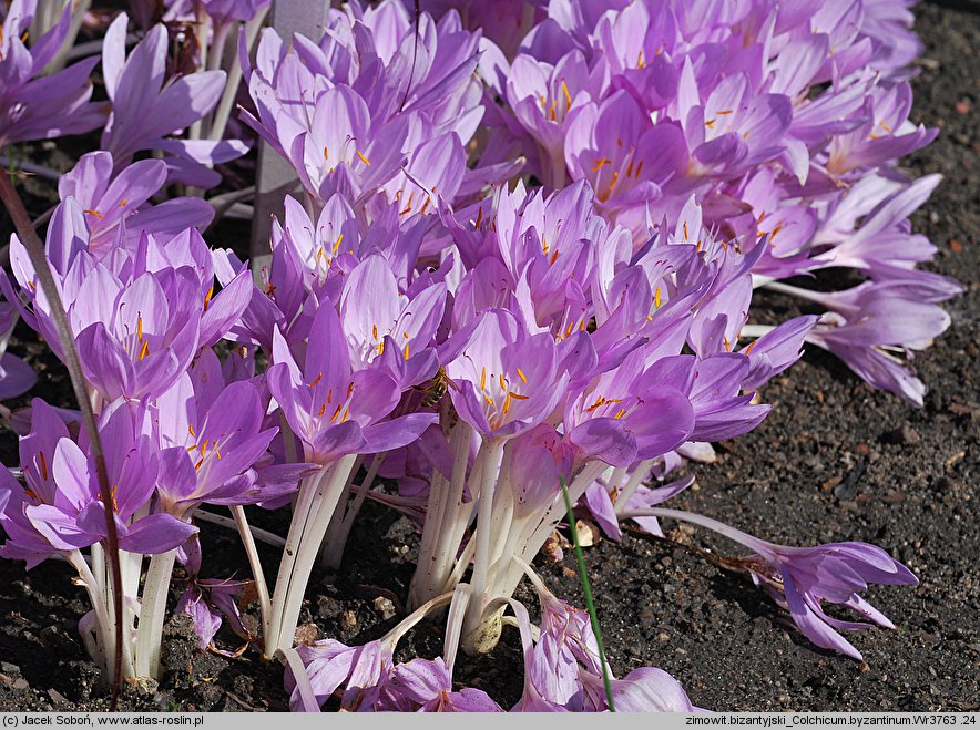 Colchicum ×byzantinum (zimowit bizantyjski)