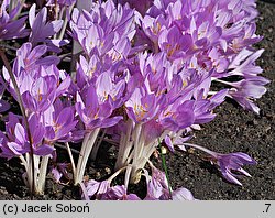 Colchicum ×byzantinum (zimowit bizantyjski)