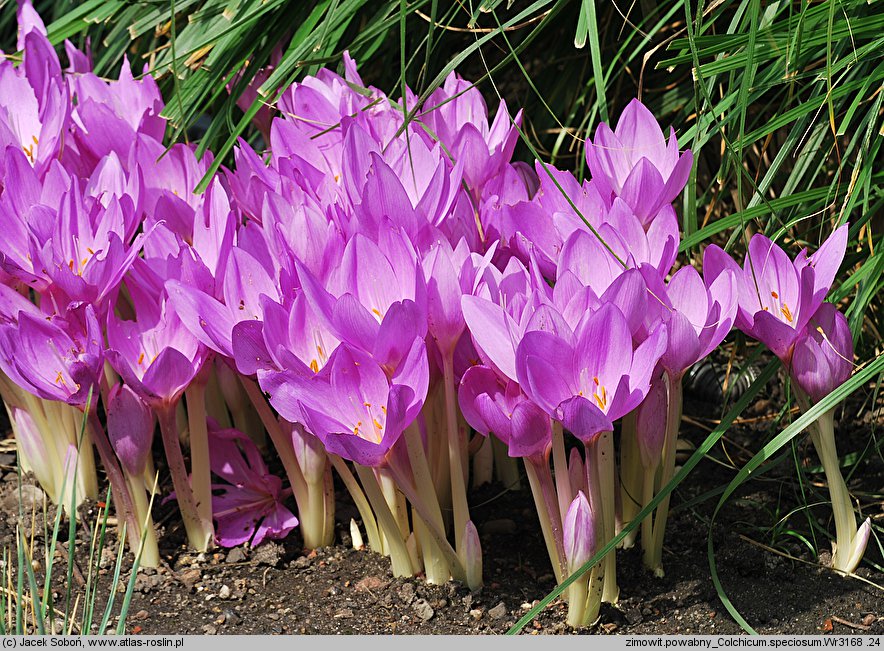 Colchicum speciosum (zimowit powabny)