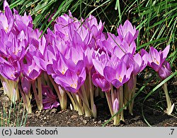 Colchicum speciosum (zimowit powabny)