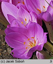 Colchicum speciosum (zimowit powabny)