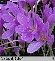 Colchicum Lilac Wonder