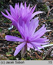 Colchicum Waterlily