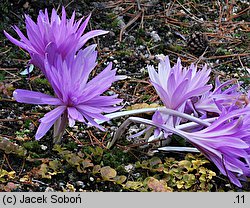 Colchicum Waterlily