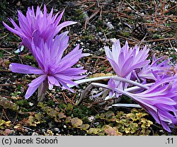 Colchicum Waterlily