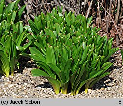 Colchicum bornmuelleri