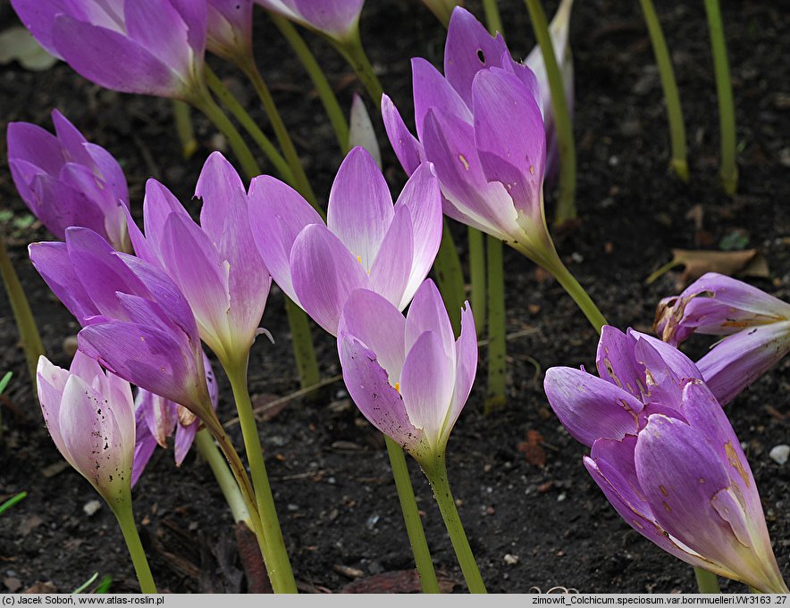 Colchicum bornmuelleri