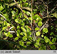 Linnaea borealis (zimoziół północny)