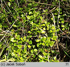 Linnaea borealis (zimoziół północny)