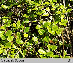 Linnaea borealis (zimoziół północny)