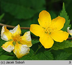 Kerria japonica (złotlin japoński)