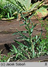 Echium vulgare (żmijowiec zwyczajny)