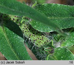 Echium vulgare (żmijowiec zwyczajny)