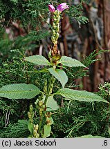 Chelone obliqua (żółwik ukośny)