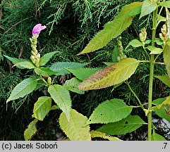 Chelone obliqua (żółwik ukośny)