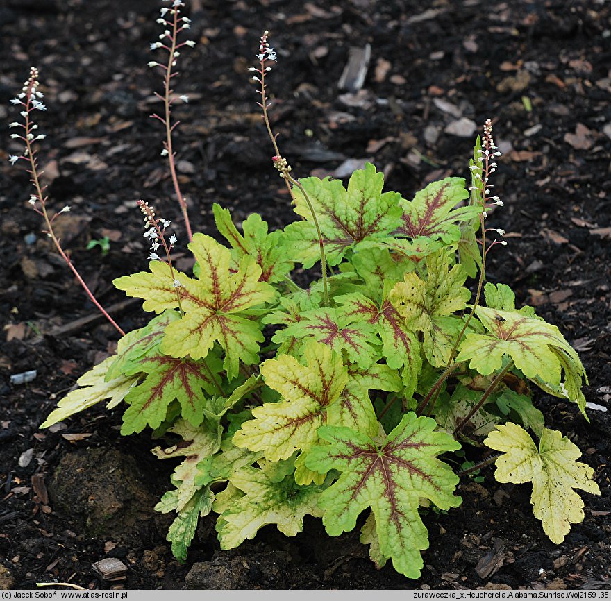 ×Heucherella tiarelloides Alabama Sunrise