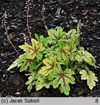 ×Heucherella tiarelloides Alabama Sunrise