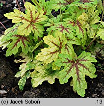 ×Heucherella tiarelloides Alabama Sunrise