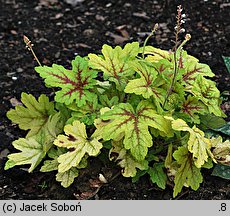 ×Heucherella tiarelloides Alabama Sunrise